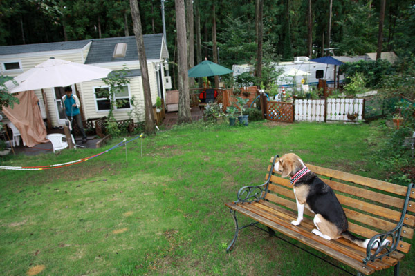 ビーグル きなこ