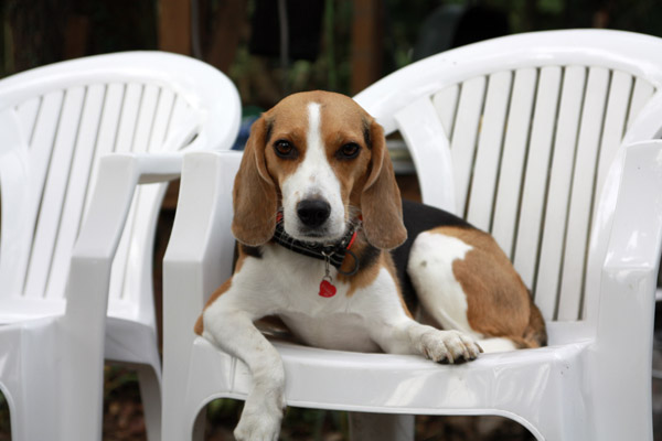 ビーグル きなこ