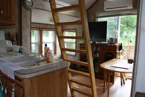 ビーグル きなこ