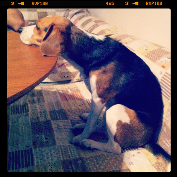 ビーグル きなこ