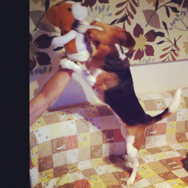 ビーグル きなこ