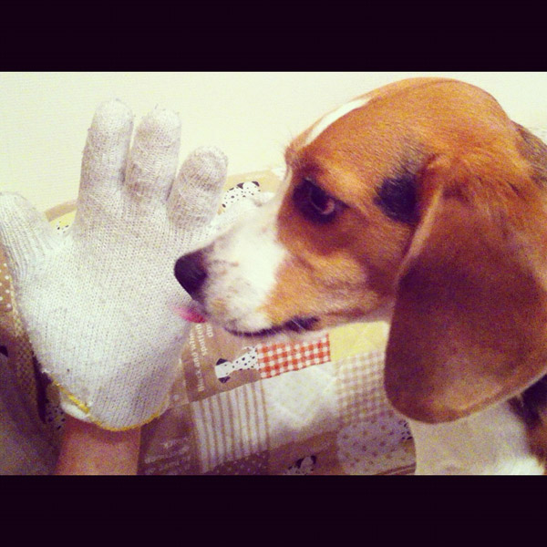 ビーグル きなこ