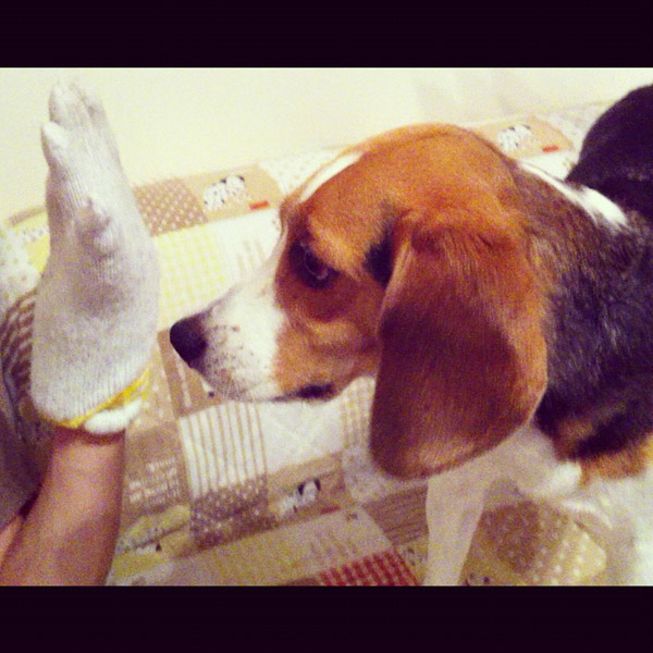 ビーグル きなこ