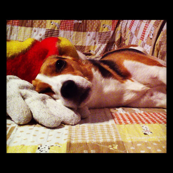 ビーグル きなこ