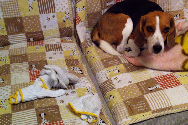 ビーグル きなこ