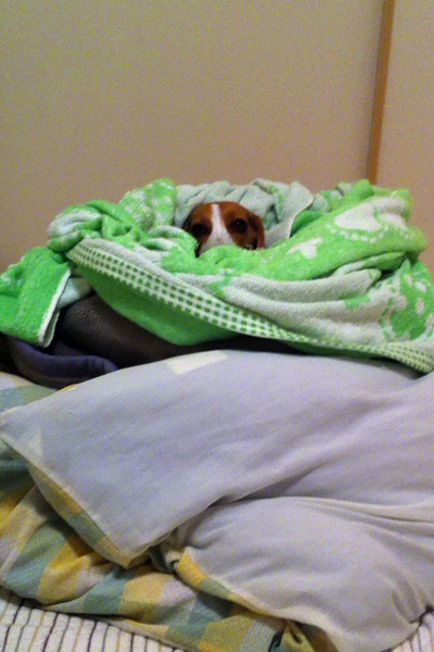 ビーグル きなこ