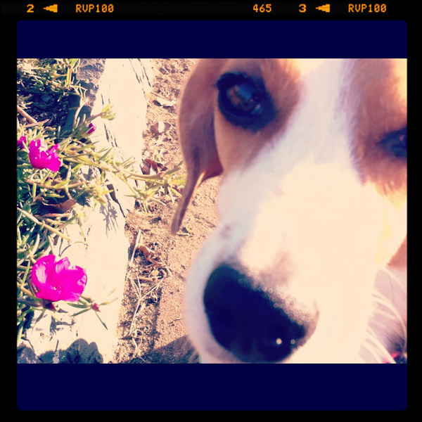 ビーグル きなこ