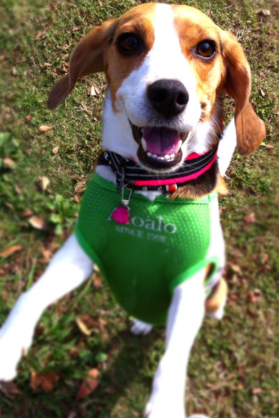 ビーグル きなこ