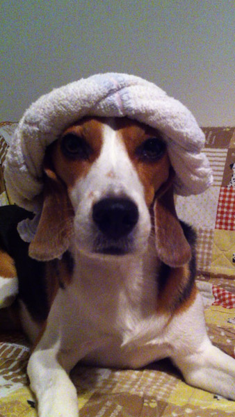 ビーグル きなこ