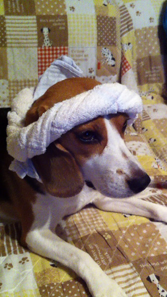 ビーグル きなこ