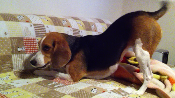 ビーグル きなこ