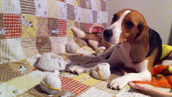 ビーグル きなこ