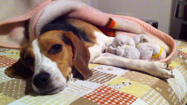 ビーグル きなこ