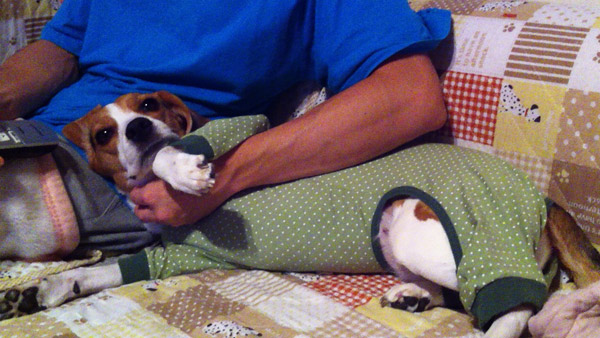 ビーグル きなこ