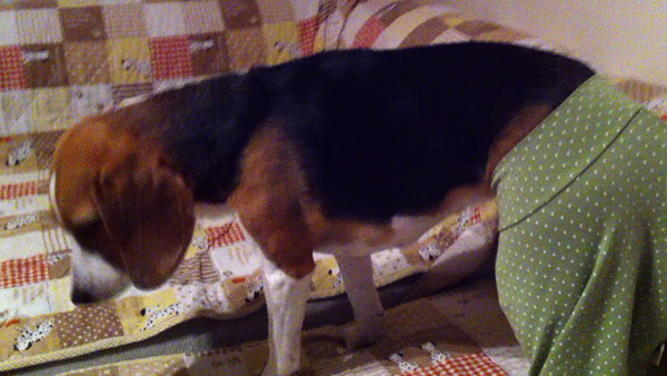 ビーグル きなこ