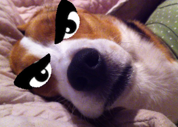 ビーグル きなこ