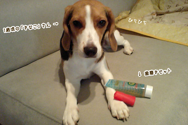 ビーグル きなこ