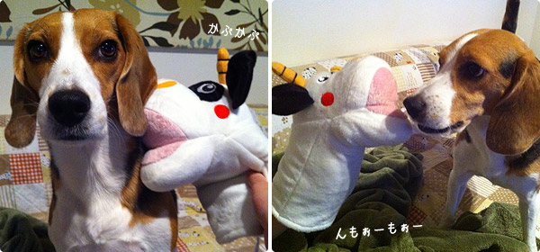 ビーグル きなこ