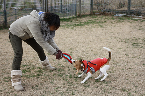 ビーグル　きなこ