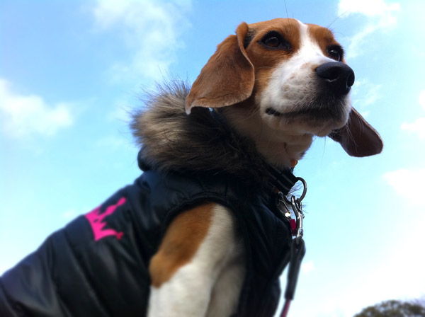 ビーグル きなこ