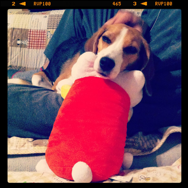 ビーグル きなこ