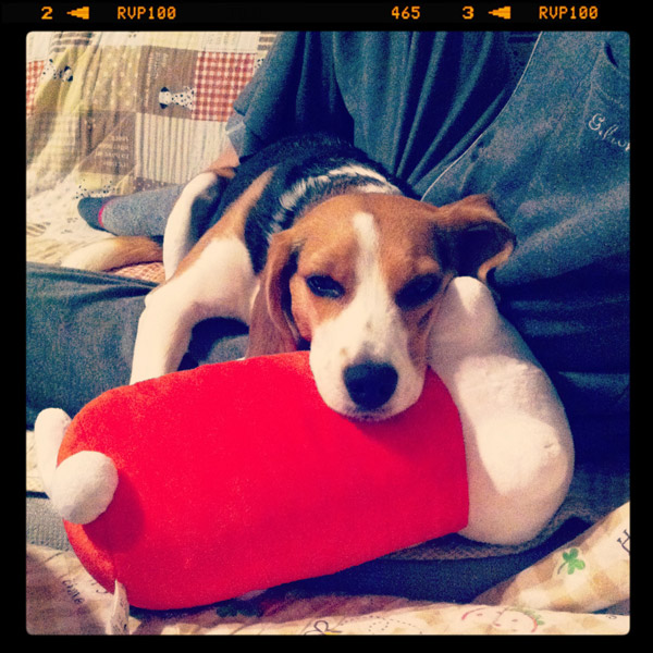 ビーグル きなこ