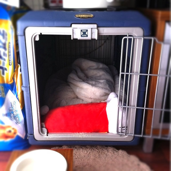 ビーグル きなこ