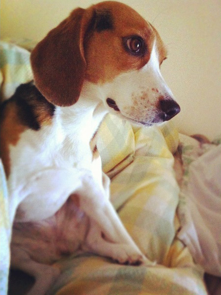 ビーグル きなこ