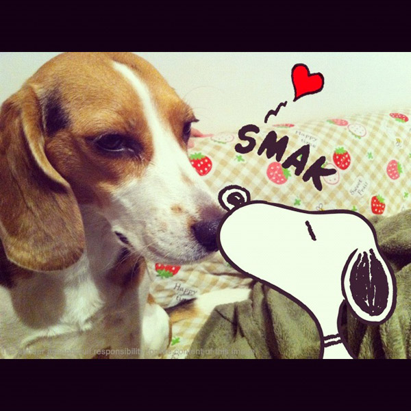 ビーグル きなこ