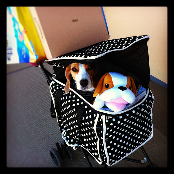 ビーグル きなこ