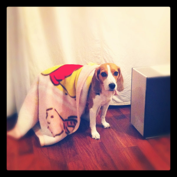 ビーグル きなこ