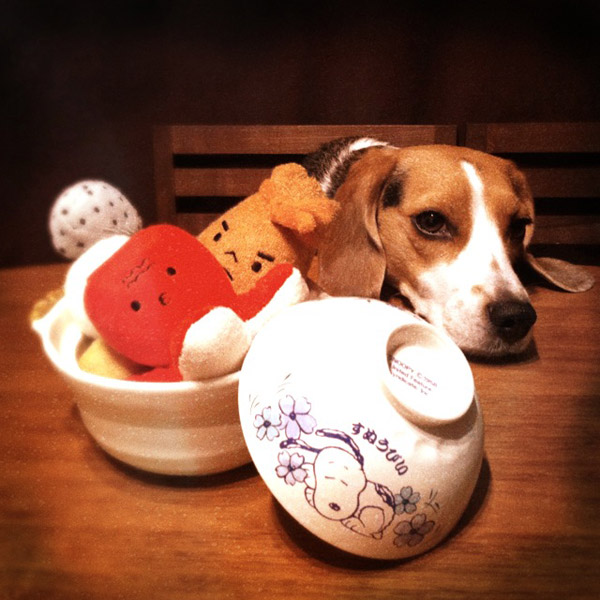 ビーグル きなこ