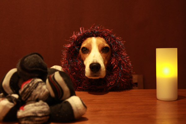 ビーグル きなこ