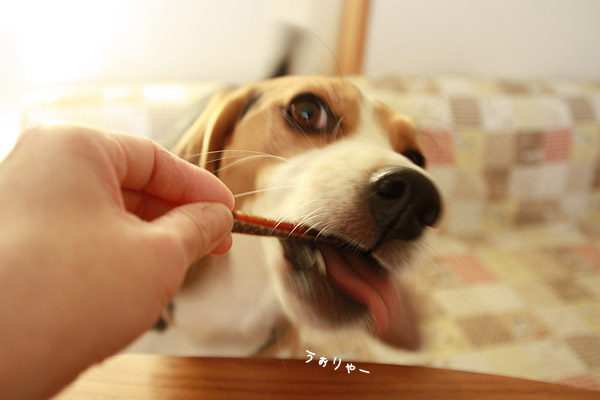 ビーグル きなこ