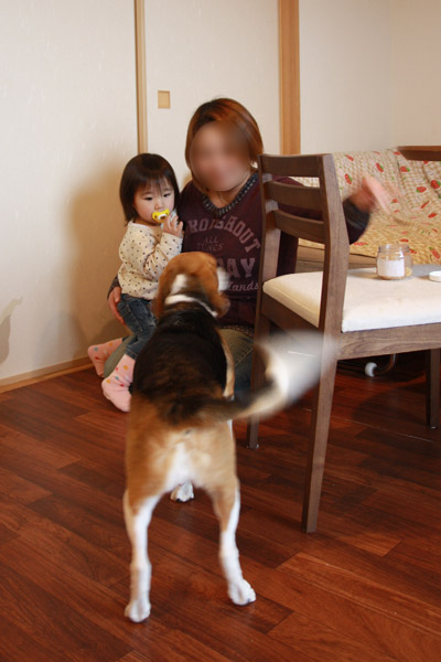 ビーグル きなこ