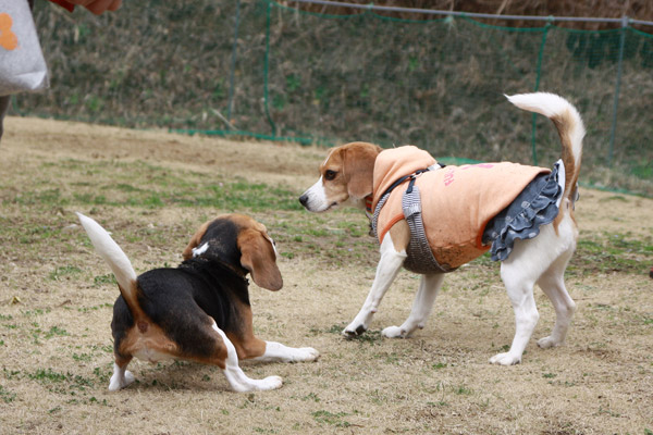 ビーグル　きなこ