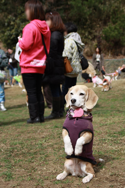 ビーグル　きなこ