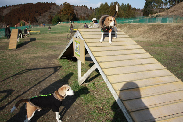 ビーグル　きなこ