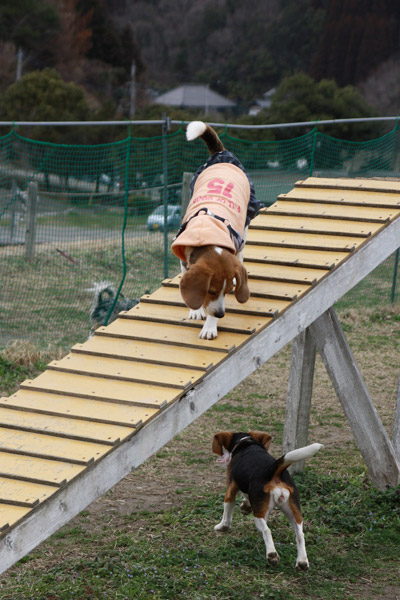 ビーグル　きなこ