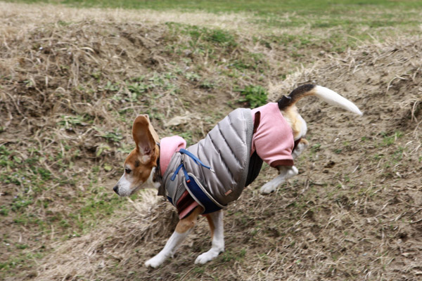 ビーグル　きなこ