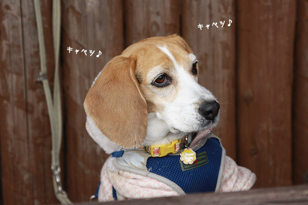 ビーグル きなこ