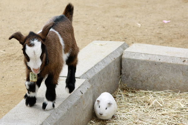 ビーグル　きなこ