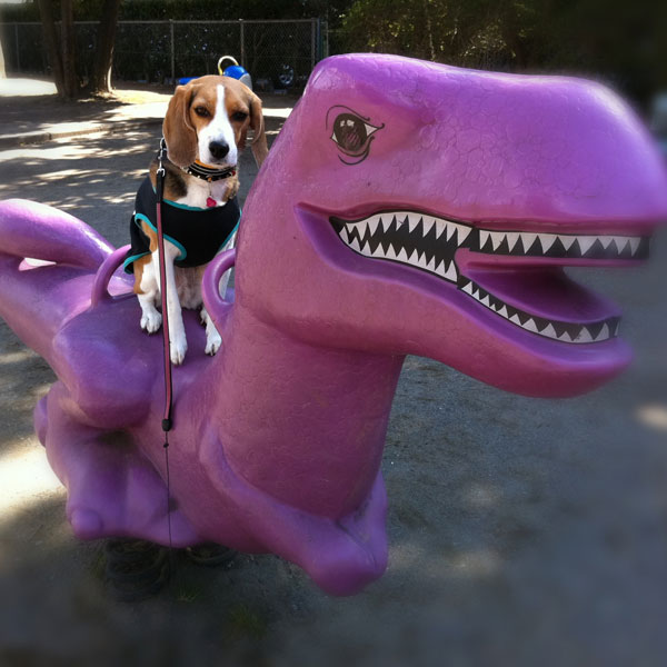 ビーグル きなこ