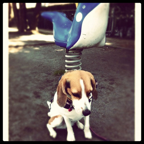 ビーグル きなこ