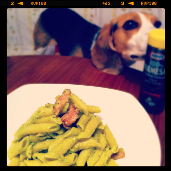 ビーグル きなこ