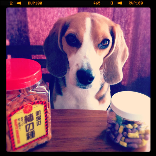 ビーグル きなこ