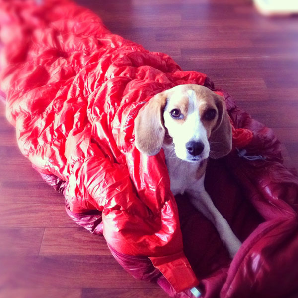 ビーグル きなこ