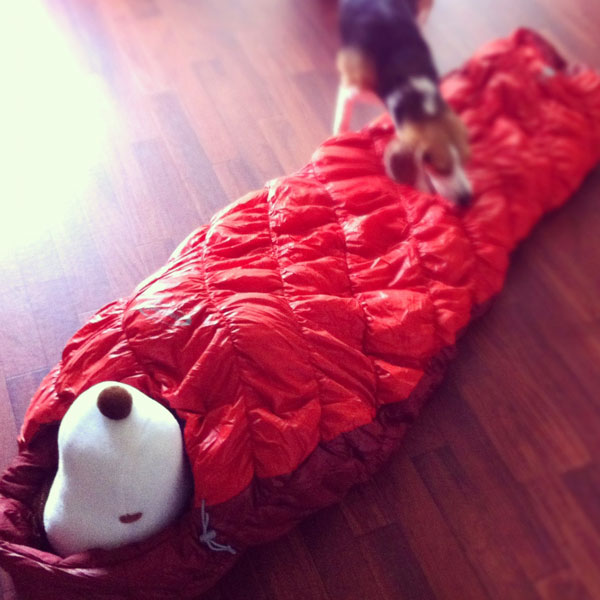 ビーグル きなこ