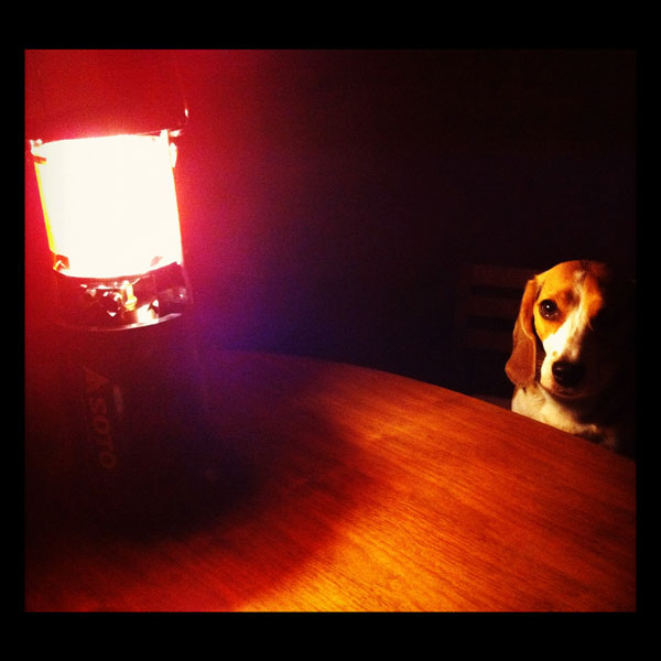 ビーグル きなこ