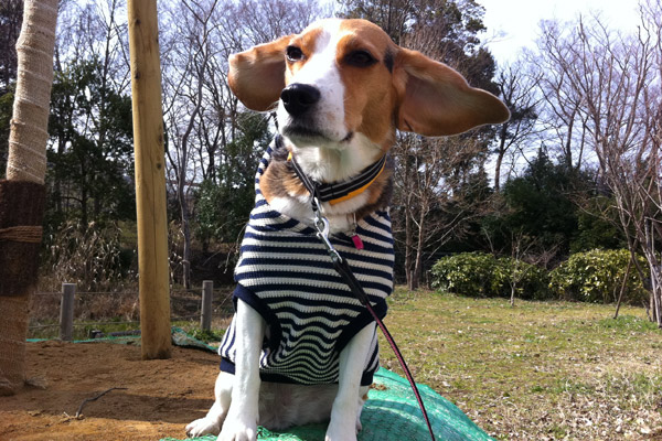 ビーグル きなこ